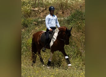 PRE Mix, Hengst, 4 Jahre, 159 cm, Tobiano-alle-Farben