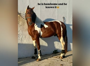 PRE Mix, Hengst, 4 Jahre, 159 cm, Tobiano-alle-Farben