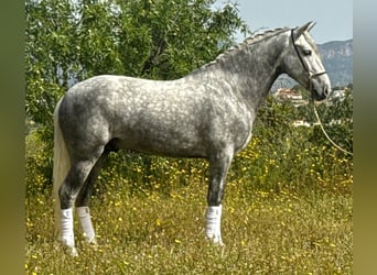 PRE Mix, Hengst, 4 Jahre, 160 cm, Apfelschimmel