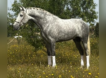 PRE Mix, Hengst, 4 Jahre, 160 cm, Apfelschimmel