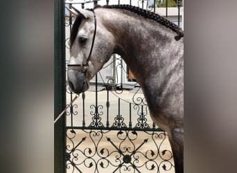 PRE Mix, Hengst, 4 Jahre, 160 cm, Apfelschimmel