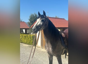 PRE Mix, Hengst, 4 Jahre, 160 cm, Apfelschimmel