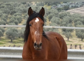 PRE, Hengst, 4 Jahre, 160 cm, Brauner