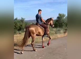 PRE, Hengst, 4 Jahre, 160 cm, Champagne