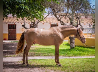 PRE, Hengst, 4 Jahre, 160 cm, Champagne