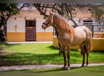 PRE, Hengst, 4 Jahre, 160 cm, Champagne