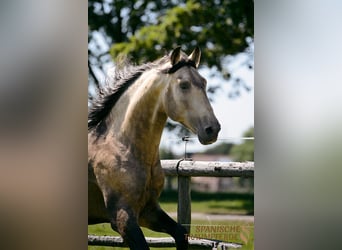 PRE, Hengst, 4 Jahre, 160 cm, Falbe