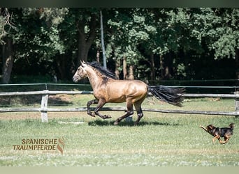 PRE, Hengst, 4 Jahre, 160 cm, Falbe