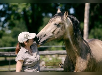 PRE, Hengst, 4 Jahre, 160 cm, Falbe