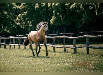 PRE, Hengst, 4 Jahre, 160 cm, Falbe