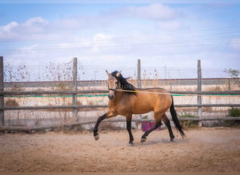 PRE, Hengst, 4 Jahre, 160 cm, Falbe