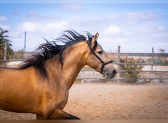 PRE, Hengst, 4 Jahre, 160 cm, Falbe