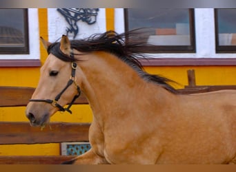 PRE Mix, Hengst, 4 Jahre, 160 cm, Falbe
