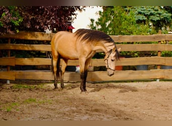 PRE Mix, Hengst, 4 Jahre, 160 cm, Falbe