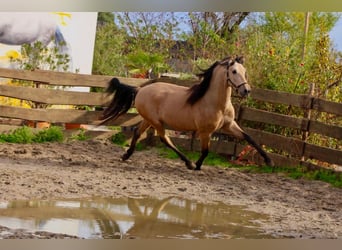 PRE Mix, Hengst, 4 Jahre, 160 cm, Falbe