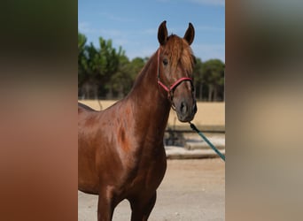 PRE Mix, Hengst, 4 Jahre, 160 cm, Fuchs