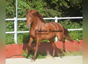 PRE Mix, Hengst, 4 Jahre, 160 cm, Fuchs