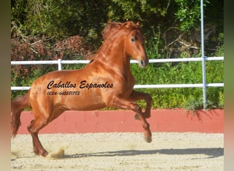 PRE Mix, Hengst, 4 Jahre, 160 cm, Fuchs