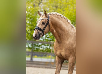 PRE Mix, Hengst, 4 Jahre, 160 cm, Palomino