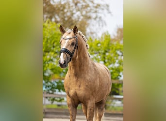 PRE Mix, Hengst, 4 Jahre, 160 cm, Palomino