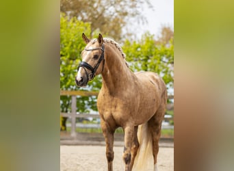 PRE Mix, Hengst, 4 Jahre, 160 cm, Palomino