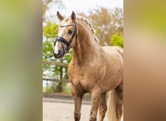 PRE Mix, Hengst, 4 Jahre, 160 cm, Palomino
