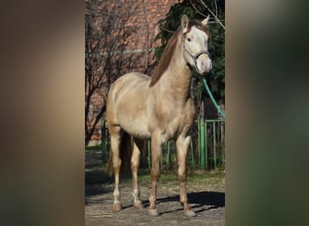 PRE, Hengst, 4 Jahre, 160 cm, Pearl