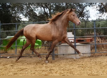 PRE, Hengst, 4 Jahre, 160 cm, Pearl