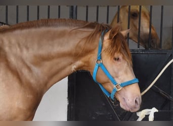 PRE, Hengst, 4 Jahre, 160 cm, Pearl