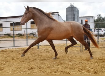 PRE, Hengst, 4 Jahre, 160 cm, Pearl