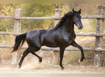 PRE, Hengst, 4 Jahre, 160 cm, Rappe