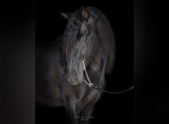 PRE Mix, Hengst, 4 Jahre, 160 cm, Rappe