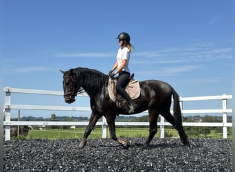 PRE, Hengst, 4 Jahre, 160 cm, Rappe