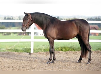 PRE, Hengst, 4 Jahre, 160 cm, Rappe