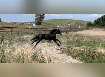 PRE Mix, Hengst, 4 Jahre, 160 cm, Rappe