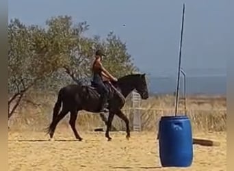 PRE Mix, Hengst, 4 Jahre, 160 cm, Rappe