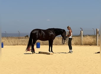 PRE Mix, Hengst, 4 Jahre, 160 cm, Rappe