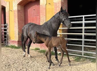 PRE Mix, Hengst, 4 Jahre, 160 cm, Rappe