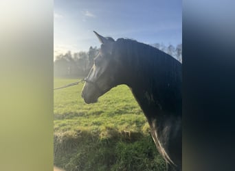 PRE Mix, Hengst, 4 Jahre, 160 cm, Rappschimmel