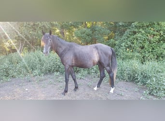 PRE Mix, Hengst, 4 Jahre, 160 cm, Rappschimmel