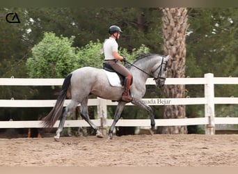 PRE, Hengst, 4 Jahre, 160 cm, Schimmel