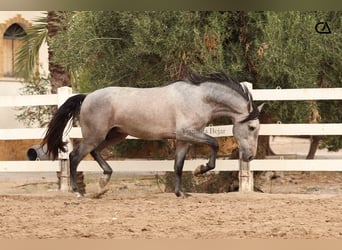 PRE Mix, Hengst, 4 Jahre, 160 cm, Schimmel