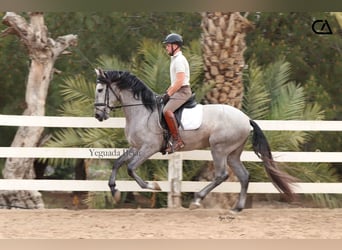 PRE, Hengst, 4 Jahre, 160 cm, Schimmel