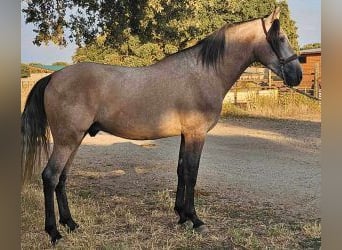 PRE Mix, Hengst, 4 Jahre, 160 cm, Schimmel