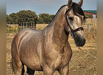 PRE Mix, Hengst, 4 Jahre, 160 cm, Schimmel