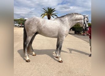 PRE Mix, Hengst, 4 Jahre, 160 cm, Schimmel
