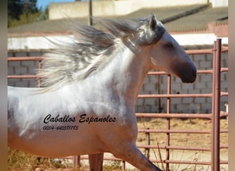 PRE, Hengst, 4 Jahre, 160 cm, Schimmel