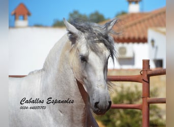 PRE, Hengst, 4 Jahre, 160 cm, Schimmel