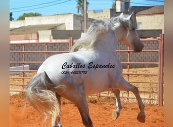 PRE, Hengst, 4 Jahre, 160 cm, Schimmel