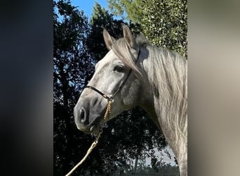 PRE Mix, Hengst, 4 Jahre, 161 cm, Apfelschimmel